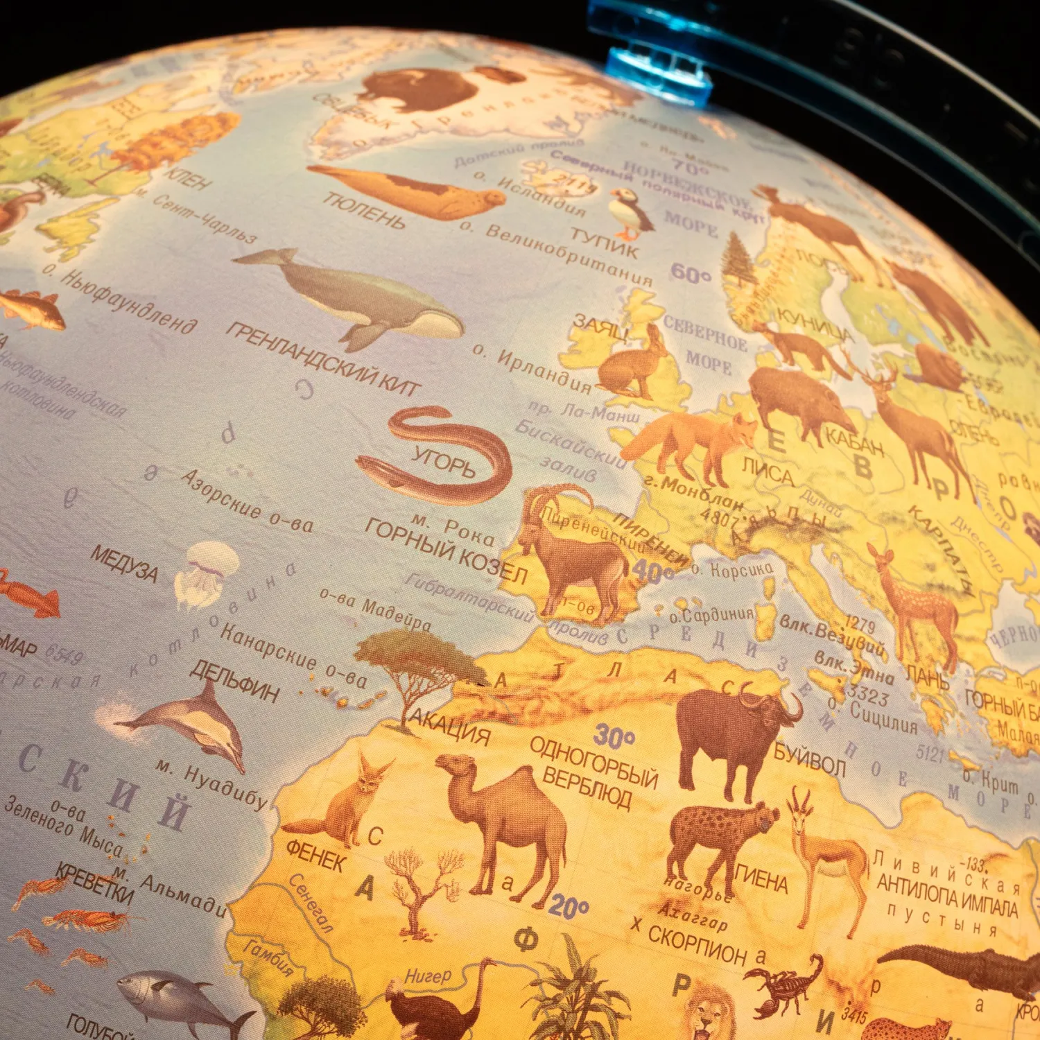 Глобус интерактивный зоогеографич с подсветк. и VR очками,250мм,INT12500306 - фото 6