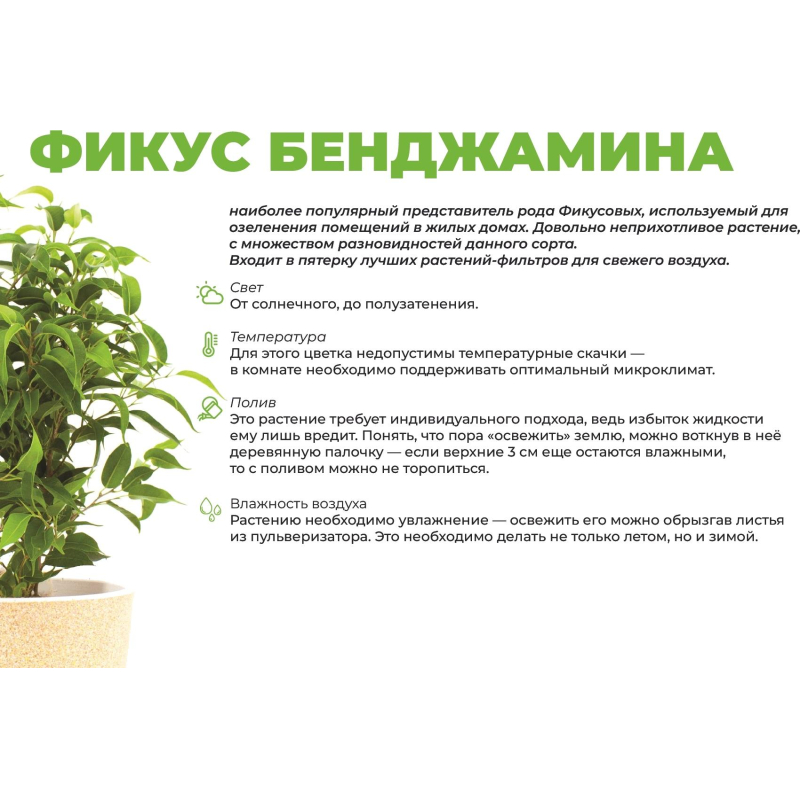 Фикус бенджамина Наташа в кашпо Эви 1,5л белый,дм 14см,выс 25-35см,РС120.8 - фото 4