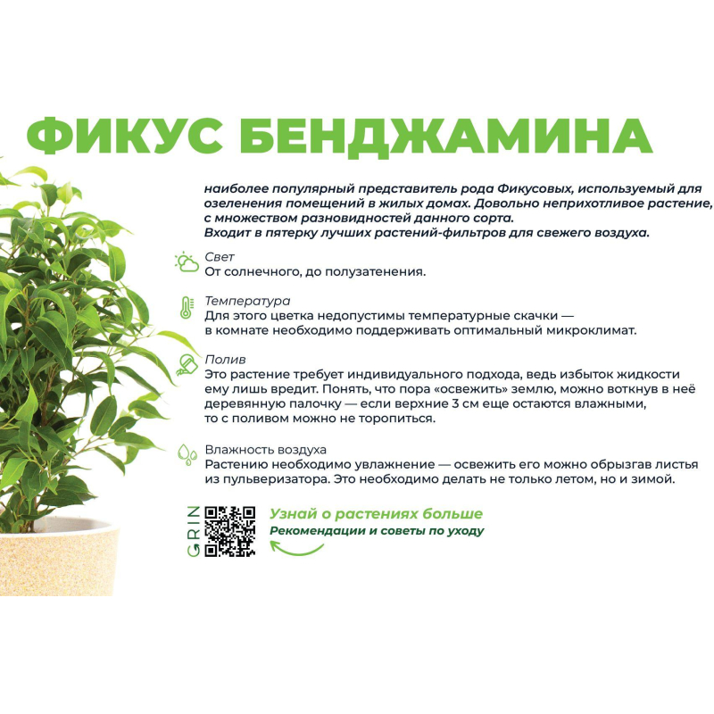 Фикус бенджамина Наташа в кашпо Эви 1,5л зеленый,дм 14см,выс 25-35,РС120.1 - фото 4