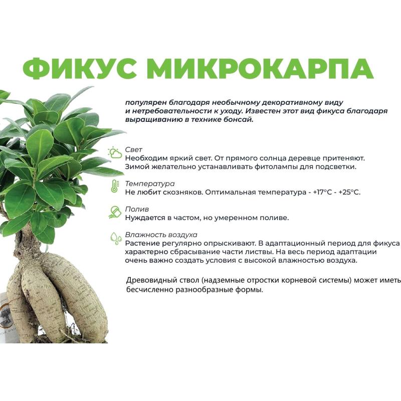Фикус микрокарпа в кашпо Эви 1,5л белый, дм 14 см, выс 25-35 см, РС56.1 - фото 4