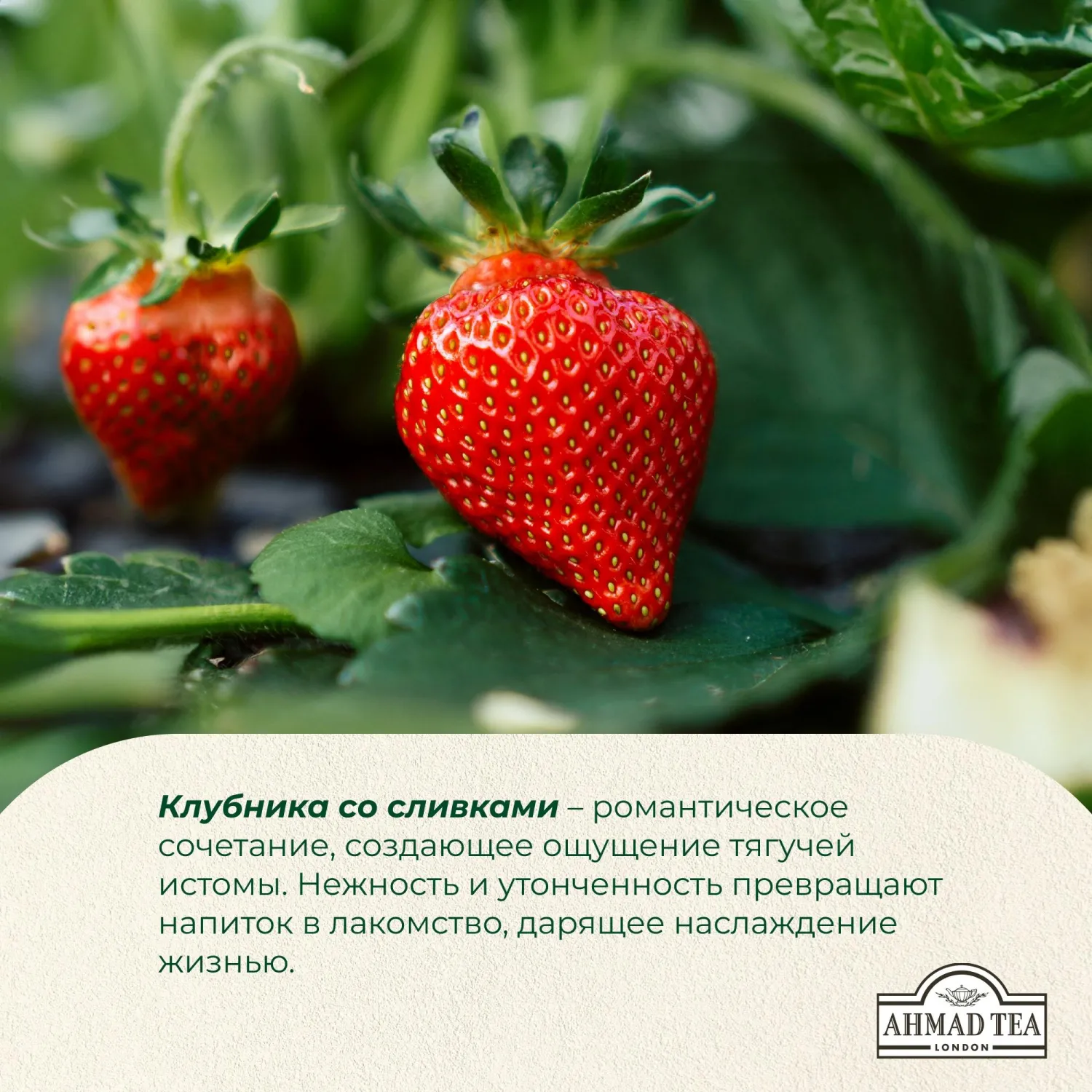 Чай Ahmad Tea Строуберри Крим, черный, пакетики в конвертах, 100x1,5г/уп - фото 8