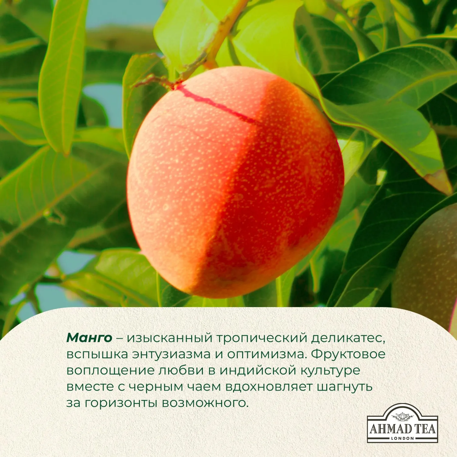 Чай Ahmad Tea Чай Магия Манго, черный, пакетики в конвертах, 100х1,5г/уп - фото 8