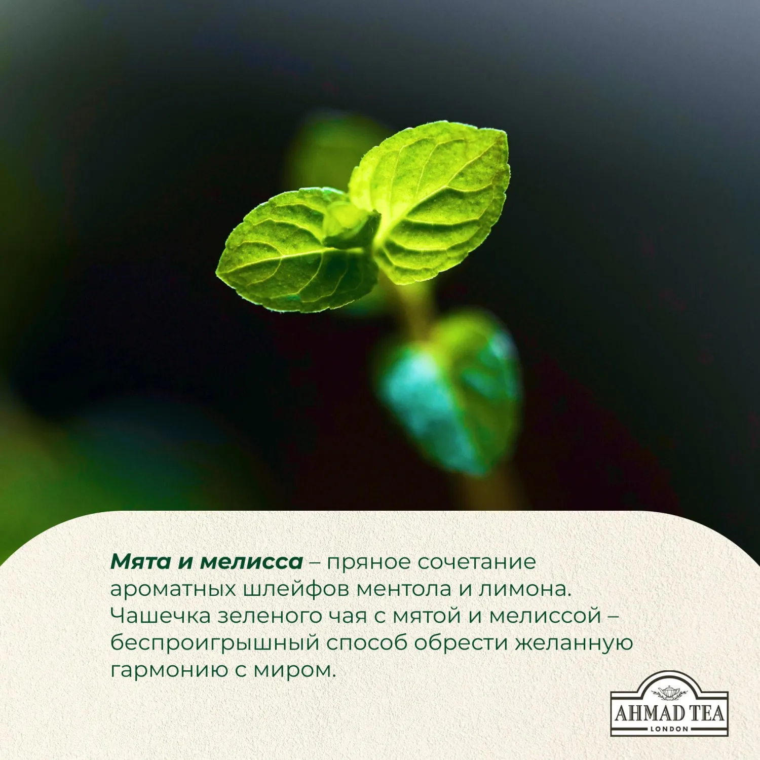 Чай Ahmad Tea Мята-Мелиса, зеленый, пакетики в конвертах, 100x1,8г/уп - фото 8