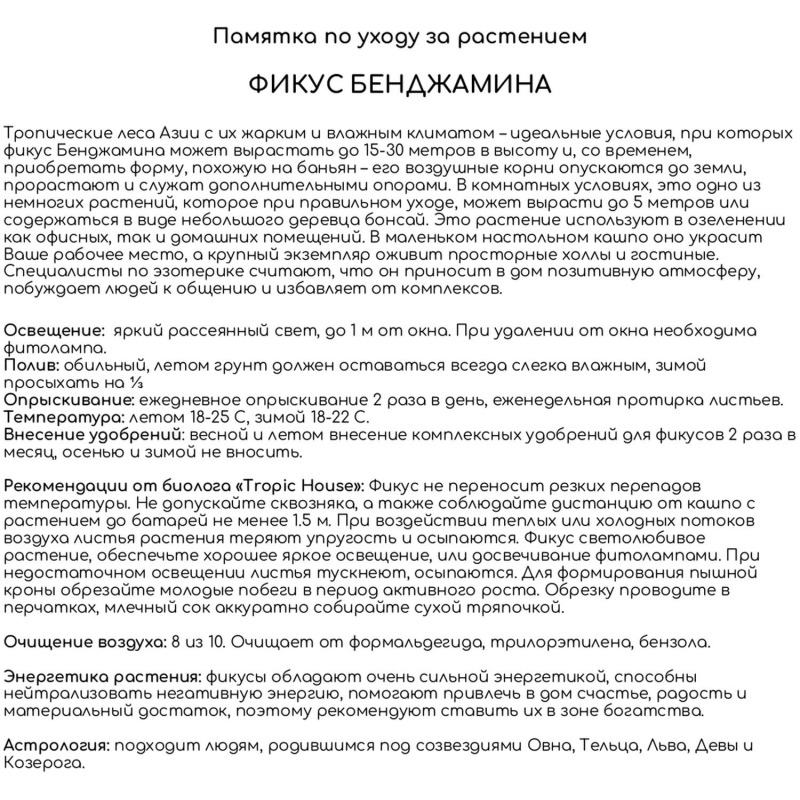 Фикус Экзотика переплетенный CLASSICO 28/110 см, серый - фото 3