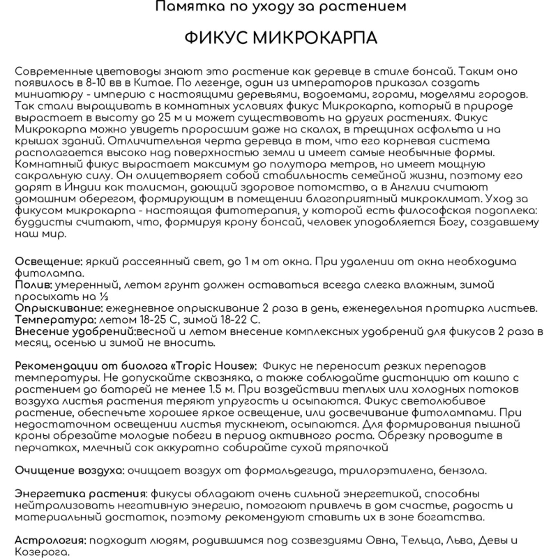 Фикус бонсай PURO 20/40 см, песочно-коричневый - фото 3