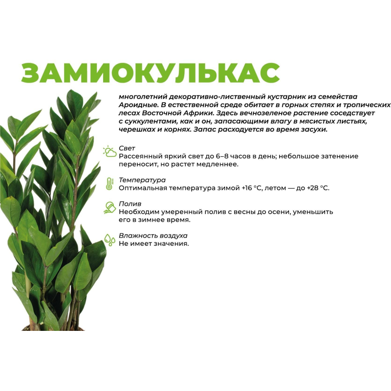 Замиокулькас в кашпо Росси 1.9л желтый, выс 30-40 см, РЗ-001.02 - фото 3