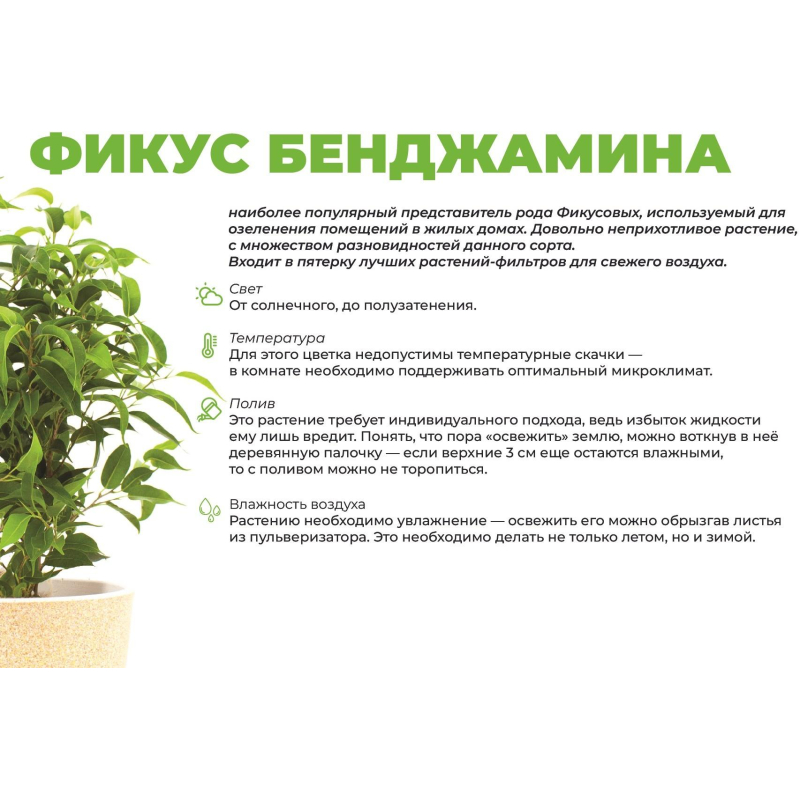 Фикус бендж.кинки в кашпо Росси 1.9л зеленый, выс 25-30 см, РС0120.01 - фото 3
