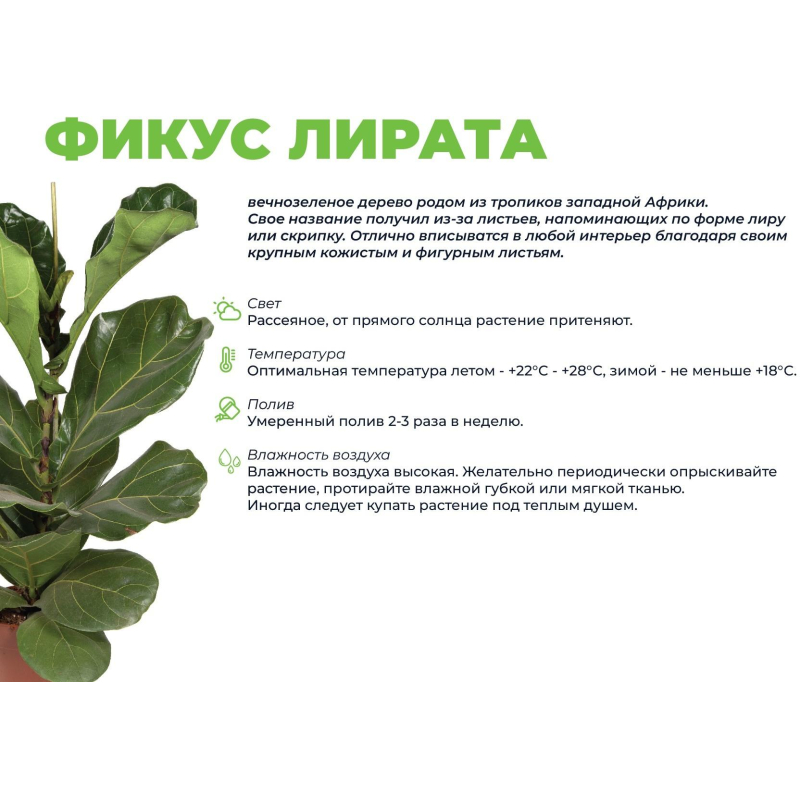 Фикус лирата бамбино в кашпо Росси 1.9л, цвет зеленый выс 30-40см,РС122.01 - фото 3