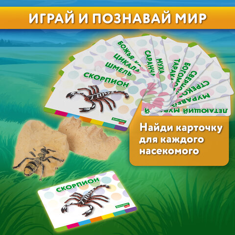 Набор для раскопок "Насекомые", 12 видов, карточки, инструменты, BRAUBERG KIDS, 665127 - фото 16