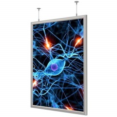 Панель световая Frame LED 2-стор тросы А1+ (624х871) раз.пл. 594х841 Панель световая Frame LED 2-стор тросы А1+ (624х871) раз.пл. 594х841 - фото 2