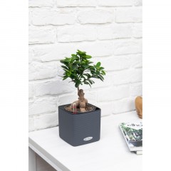 Фикус бонсай в CUBE COLOR 14, серый Фикус бонсай в CUBE COLOR 14, серый - фото 5