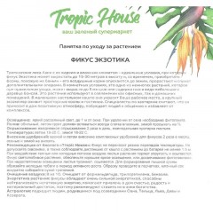Фикус Экзотика цилиндр 24/100 см Фикус Экзотика цилиндр 24/100 см - фото 2