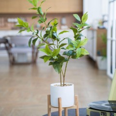 Цветок искусственный Дерево в цемент горшке с подставк,Д140 Ш140 В790,Mia8 Цветок искусственный Дерево в цемент горшке с подставк,Д140 Ш140 В790,Mia8 - фото 4
