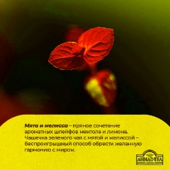 Чай Ahmad Tea Мята-Мелиса, зеленый, пакетики в конвертах, 100x1,8г/уп - фото 8