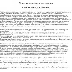 Фикус Экзотика переплетенный CLASSICO 28/110 см, песочно-коричневый Фикус Экзотика переплетенный CLASSICO 28/110 см, песочно-коричневый - фото 3