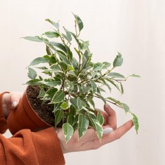Фикус бендж.кинки в технолог. горшке дм 12 см выс 25-30 см, РС0120 Фикус бендж.кинки в технолог. горшке дм 12 см выс 25-30 см, РС0120 - фото 10