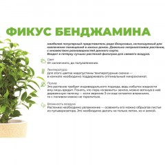 Фикус бендж.кинки 3шт (пересаж) в кашпо Фабио 9,5л белый, РСК30.ЯБ Фикус бендж.кинки 3шт (пересаж) в кашпо Фабио 9,5л белый, РСК30.ЯБ - фото 2
