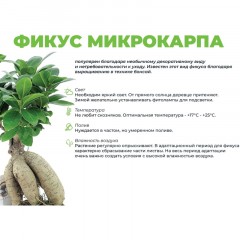 Фикус микрокарпа в кашпо Росси 1.9л цвет зеленый, выс 30-35 см, РС00056.01 Фикус микрокарпа в кашпо Росси 1.9л цвет зеленый, выс 30-35 см, РС00056.01 - фото 3