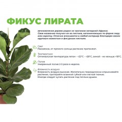 Фикус лирата бамбино в кашпо Росси 1.9л, цвет зеленый выс 30-40см,РС122.01 Фикус лирата бамбино в кашпо Росси 1.9л, цвет зеленый выс 30-40см,РС122.01 - фото 3