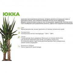 Юкка в кашпо Росси 1.9л, цвет зеленый выс 30-40 см, РС00044.01 Юкка в кашпо Росси 1.9л, цвет зеленый выс 30-40 см, РС00044.01 - фото 3