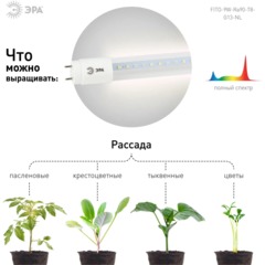 Фитолампа светодиодная ЭРА FITO-9W-Ra90-Т8-G13-NL полного спектра - фото 4