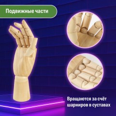 Манекен художественный BRAUBERG ART CLASSIC "РУКА", высота 25 см., женская правая, дерево, 191299 - фото 8